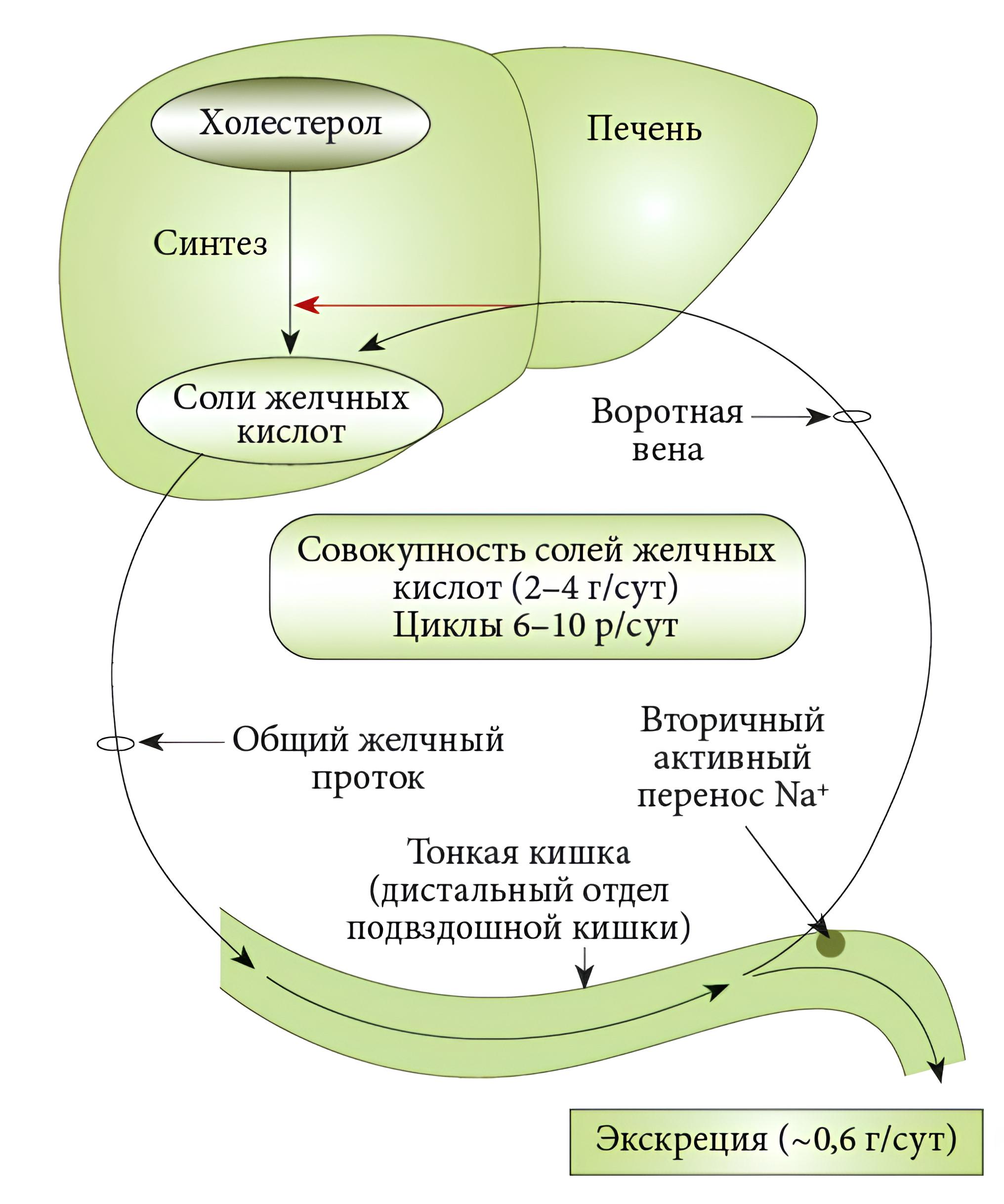 0101_Особенности ведения детей с кишечными стомами_рис 3.jpg